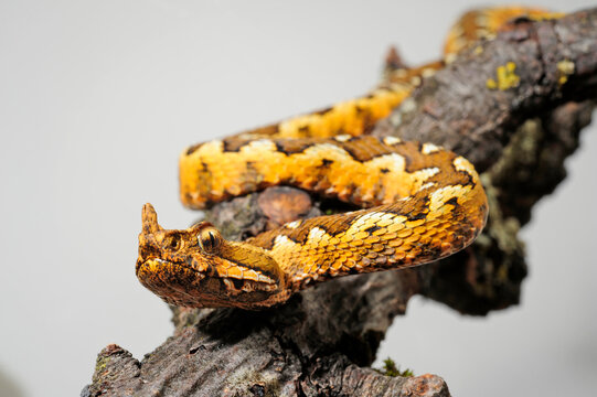 Nose-horned viper // Europ&auml;ische Hornotter (Vipera ammodytes)