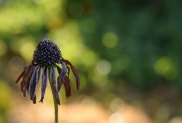 Overblown hoarfrosted brown echinacea flower on green garden bokeh background, a symbol of passed beauty, space for text - obrazy, fototapety, plakaty