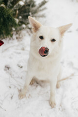 Cute dog in snowy winter park. Adorable white swiss shepherd dog licking tongue and sitting on snow at tree. Winter time in countryside