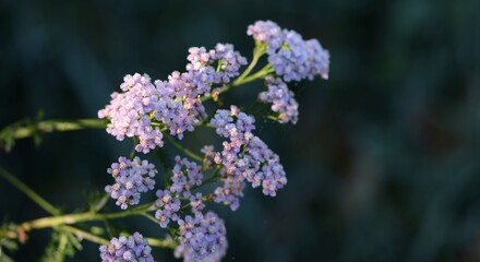 Yarrow flowers closeup, hoarfrosted  pastel pink flowers in autumn garden, morning sun on background with space for text.