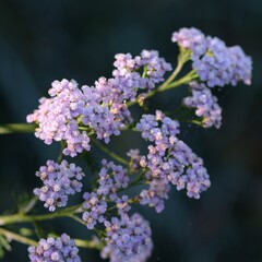Yarrow flowers closeup, hoarfrosted  pastel pink flowers in autumn garden, morning sun.