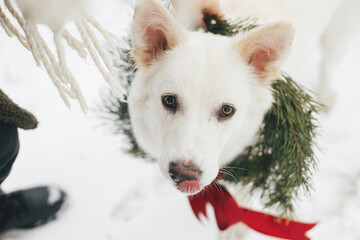 Portrait of adorable white dog with amazing look in stylish christmas wreath with red bow. Merry...