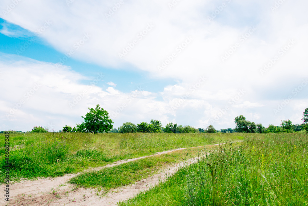 Wall mural Summer meadow with large trees with fresh green leaves. Sunny day.	