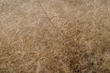 dry yellow grass in the wind