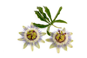 Passiflora incarnata on the white background