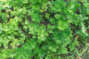 Parsley grows in the garden. Fresh juicy parsley, natural and organic