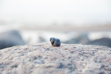 a small shell on a large stone. a stone on the sea. cold sea