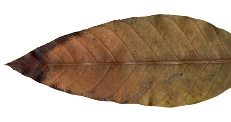leaf isolated on white background