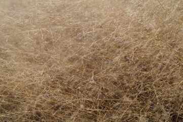 Fototapeta na wymiar field of fluffy grass in autumn