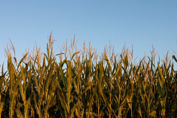 Corn Field in Golden Hour with blue sky in the background