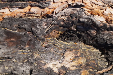 ants on the tree left holes