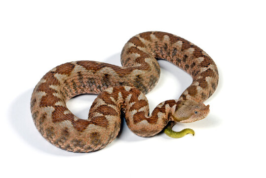 Europ&auml;ische Hornotter // Nose-horned viper (Vipera ammodytes meridionalis)