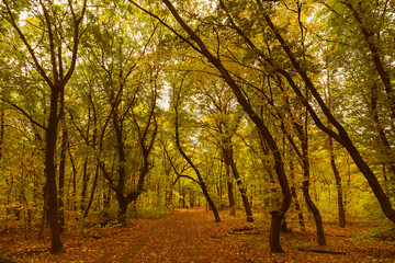 Fototapeta na wymiar Autumn Forest, A footpath in an autumn forest