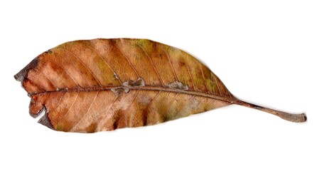 leaf isolated on white background