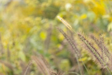 穂を付けた野原の草木