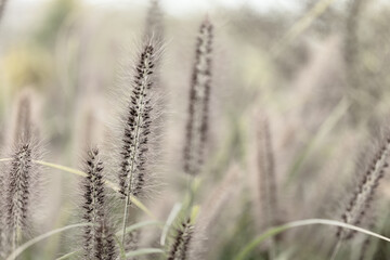 Fototapeta premium 穂を付けた野原の草木