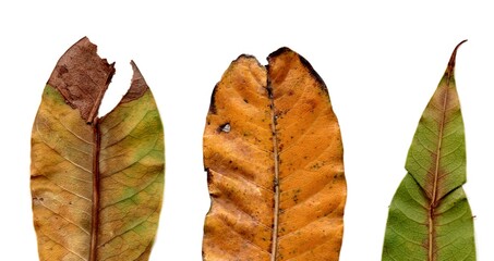 leaves isolated on white background