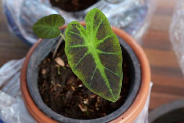 Colocasia Black Beauty in a pot