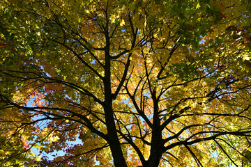 leuchtend buntes Herbstlaub