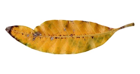 leaf isolated on white background
