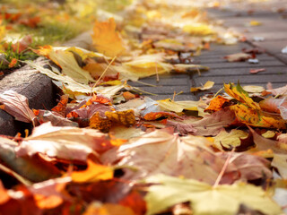 Fallen leaves on the road. Fallen leaves concept.
