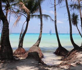 tree on the beach