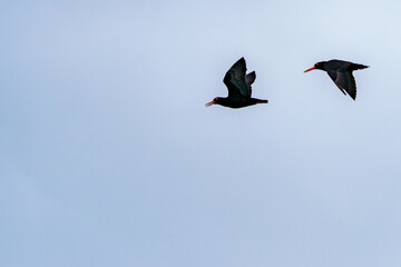 African oystercatcher or African black oystercatcher (Haematopus moquini) in fight, Hermanus, Whale Coast, Overberg, Western Cape, South Africa.