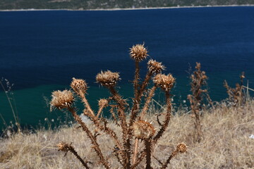 dry thorn flowers at seashore with blue sky and sea