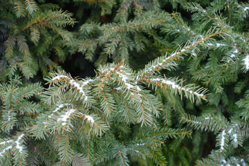 Melting snow on branches of taxus baccata in mid December