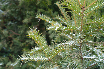 Sprigs of taxus baccata with thin cover of snow in mid December