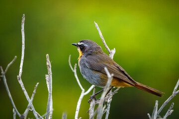 Cape robin-chat (Cossypha caffra) photographed along the Cliff Path in Hermanus. Whale Coast. Overberg. Western Cape. South Africa