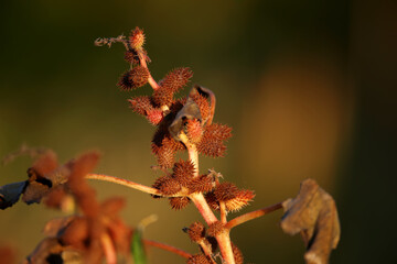 The dry thorny fruits of Bathurst burr (Xanthium spinosum) are shot close-up in the soft morning sun against a blurred background. It will be an unexpected gift.