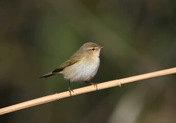 Very close-up photo of common chiffchaff (Phylloscopus collybita) sitting on a reed against a blurred background