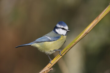 Close-up shot of Eurasian blue tit (Cyanistes caeruleus) sitting on a reed against a blurred uniform background. Soft morning light
