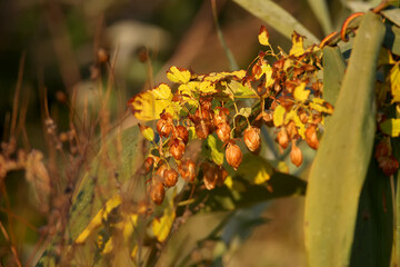 Ripe wild hops gleam in the soft morning light. Close-up nice photo