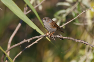 An adult dunnock (Prunella modularis) in winter plumage sits on tree branches in soft, bright morning light. Close-up photo with identification