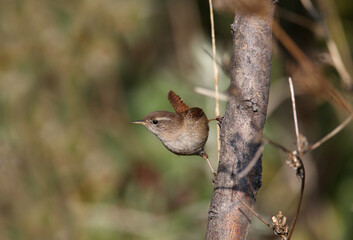 Close-up shot of a Eurasian wren (Troglodytes troglodytes) sitting on a branch in the soft morning light. Blurred background and unusual angle of the photo