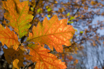 Autumn colorful leaves on tree branches 