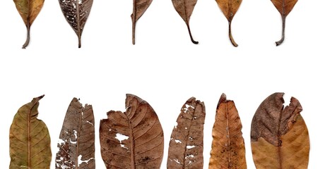 autumn leaves collection