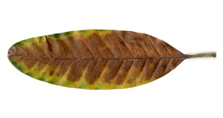 leaf isolated on white