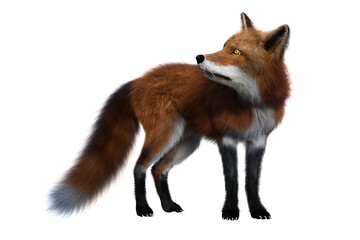 Red Fox standing 3D render isolated on white background