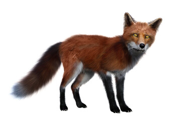 Fototapeta premium Red Fox standing 3D render isolated on white background