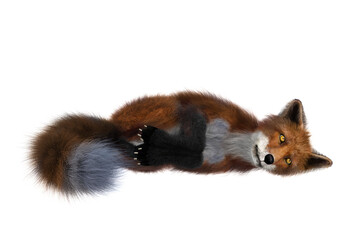 Red Fox lying on its side 3D render isolated on white background
