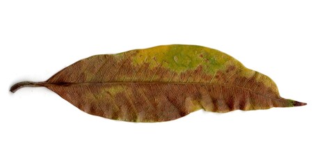 leaf isolated on white background