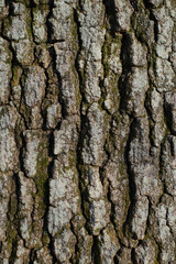 the texture of tree bark with white moss  and lichen running vertically