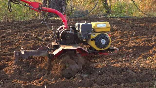 UKRAINE, BOLGRAD - OCTOBER 19, 2021: a farmer on a gasoline mini tractor digs the ground in the field
