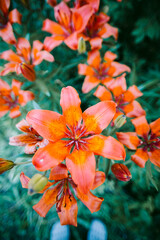 Many orange flowers of lily blossoming in spring garden. Beauty of nature concept. Vertical close-up shot. Selective focus on flower.