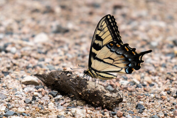 Fototapeta na wymiar Swallowtail butterfly feeding on mammal poop on gravel