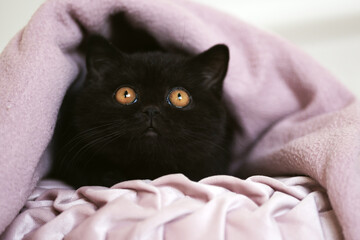 Edel Britisch Kurzhaar Katze Kitten Odd eyed cinnamon
