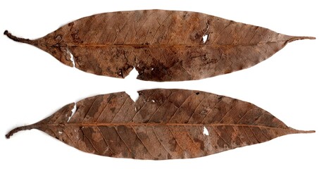 Obraz premium autumn leaves on white background